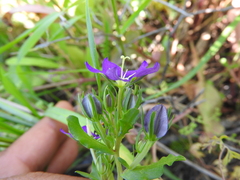 Legousia speculum-veneris