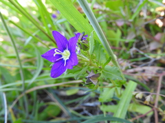Legousia speculum-veneris