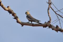 Nymphicus hollandicus