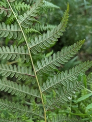 Pteridium revolutum
