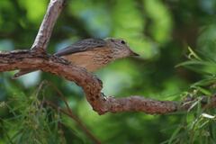 Pachycephala rufiventris