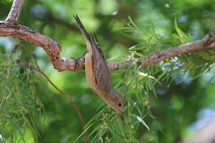 Pachycephala rufiventris