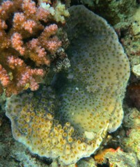 Echinopora hirsutissima
