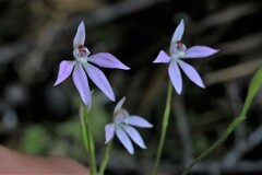 Caladenia alata