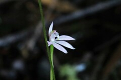 Caladenia alata