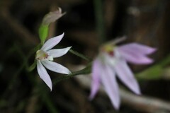 Caladenia alata