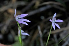 Caladenia alata