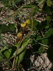 Vigna luteola