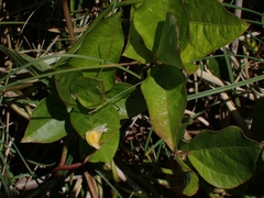 Vigna luteola