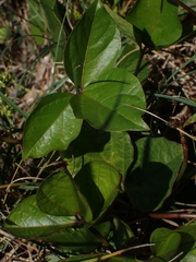 Vigna luteola