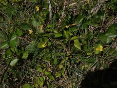 Vigna luteola