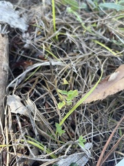 Rhinotropis lindheimeri