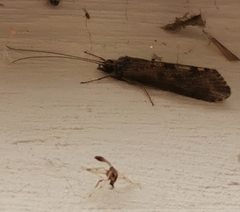 Hydropsyche pellucidula