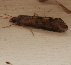 Hydropsyche pellucidula