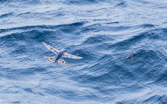 Exocoetidae