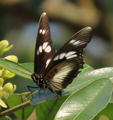 Pseudacraea lucretia