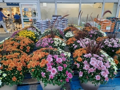 Chrysanthemum morifolium