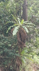 Sonchus fruticosus image