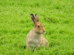 Lepus timidus hibernicus