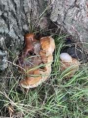 Ganoderma resinaceum