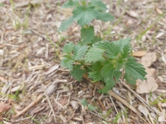 Urtica urens