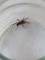 Scotophaeus blackwalli