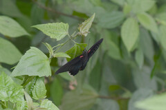 Papilio memnon