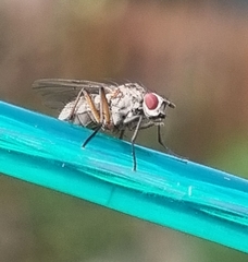 Muscoidea