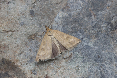 Udea nebulalis