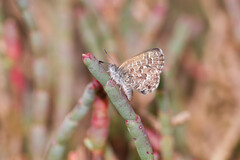 Theclinesthes sulpitius