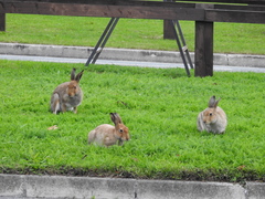 Lepus timidus hibernicus
