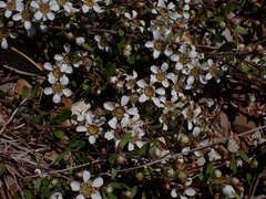 Leptospermum trinervium