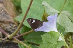 Notocrypta curvifascia