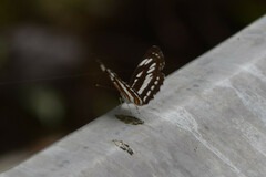 Neptis