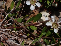 Leptospermum trinervium