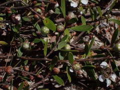 Leptospermum trinervium