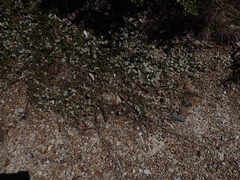 Leptospermum trinervium