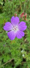 Geranium incanum