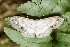 Scopula propinquaria