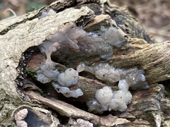 Myxarium nucleatum