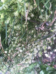 Acacia suaveolens
