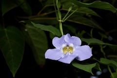 Thunbergia grandiflora