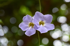 Thunbergia grandiflora