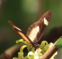 Acraea esebria