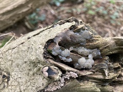 Myxarium nucleatum