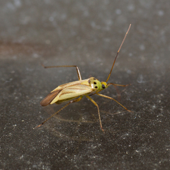Adelphocoris quadripunctatus