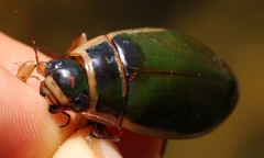 Dytiscus circumflexus