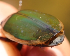 Dytiscus circumflexus