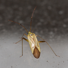 Adelphocoris quadripunctatus