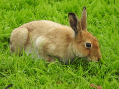 Lepus timidus hibernicus